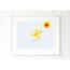 yellow bird