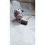 ceramic piggy bank