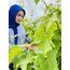 SALAMURA SARMALIK YAPRAK NET 2.800 GR 