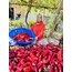 TATLI BİBER SALÇASI 1.KG 