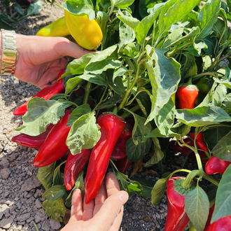 YENİ SEZON TATLI BİBER SALÇASI 1.KG 