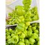 ACI BİBER KURU DOLMA 