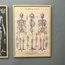 Cavallini Papers & Co. İskelet Anatomi Şemaları 