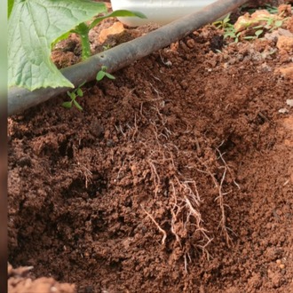 SQUARE ROOT (Özel Köklendirici)