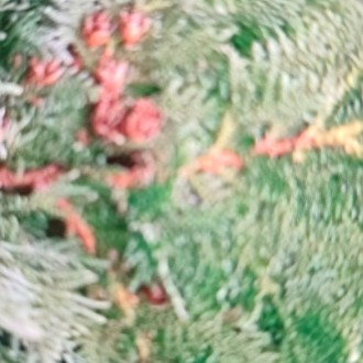  Thuja occidentalis