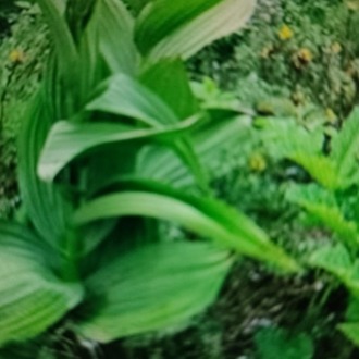  VERATRUM