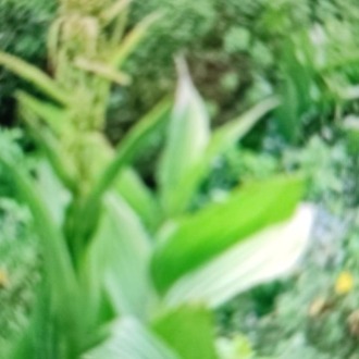  VERATRUM