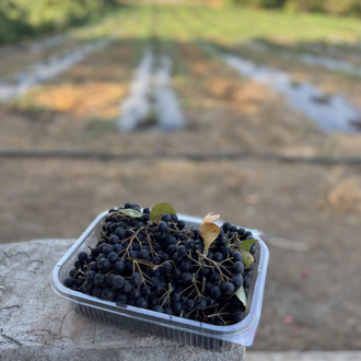 ARONYA 1 KG