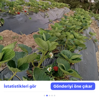 Albion çilek fidesi