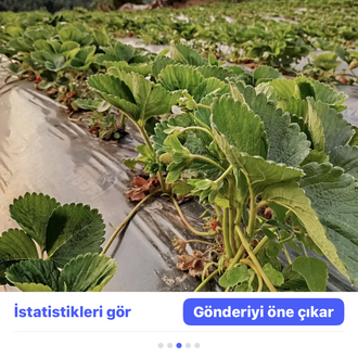 Albion çilek fidesi