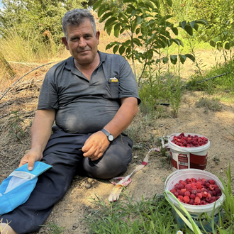 Herigate ahududu fidanı