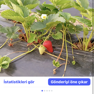 Albion çilek fidesi