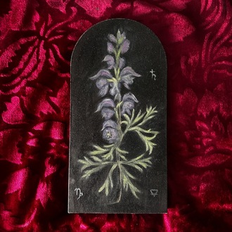 Wolfsbane Botanical Painting