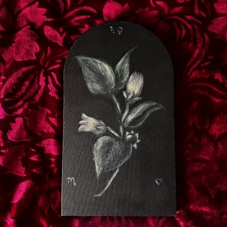 Belladonna Original Botanical Painting 