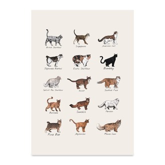 Kedi Türleri - Poster