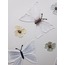 Lepidoptera Texture Tablo
