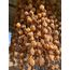 Trabzon hurması kurusu 500 gr