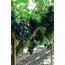 Antepkarası Kuru Üzüm 1000 gr