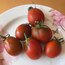 Purple Russian Cherry 