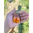 Gargamel Tomato