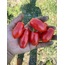   Kırmızı Uzun Salkım Cherry