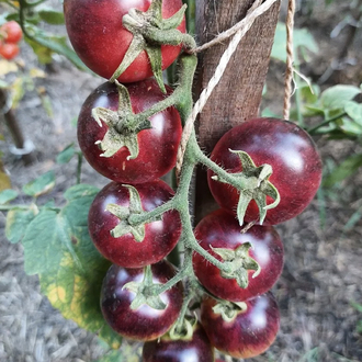 3 adet BLACK STRAWBERRY DOMATES FİDESİ
