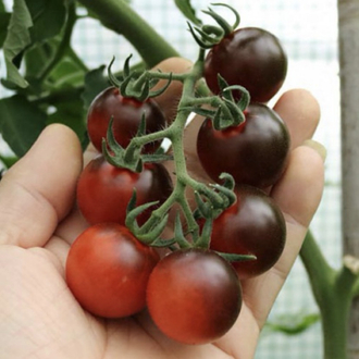 3 adet FAHRENHEIT BLUES CHERRY FİDESİ
