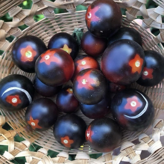 3 adet FAHRENHEIT BLUES CHERRY FİDESİ