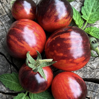 3 adet BLACK STRAWBERRY DOMATES FİDESİ