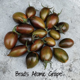 3 adet BRAD’S ATOMİC GRAPE CHERRY FİDESİ