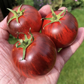 3 adet BLACK STRAWBERRY DOMATES FİDESİ