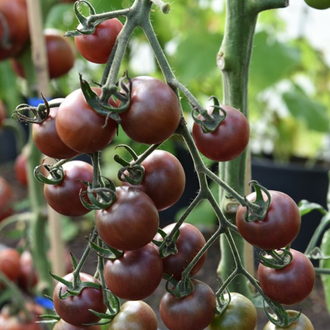 3 adet BLACK CHERRY FİDES