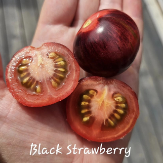 3 adet BLACK STRAWBERRY DOMATES FİDESİ