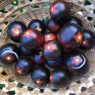 Fahrenheit Blues Tomato