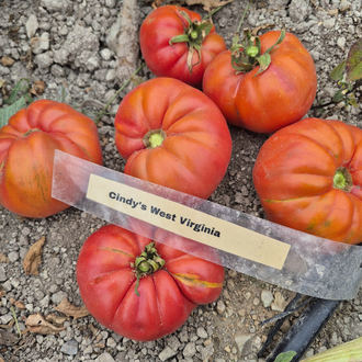 Cindy’s West Virginia Tomato Tohum Paketi