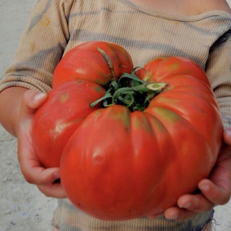 Red Giant Tomato ( Dev - etli çeşit )