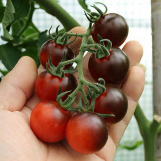 Fahrenheit Blues Tomato