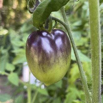 Midnight Roma Tomato Tohum Paketi