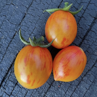 Pink Bumblebee Cherry 