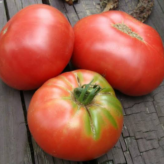 Cindy’s West Virginia Tomato Tohum Paketi