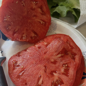 Red Giant Tomato ( Dev - etli çeşit )