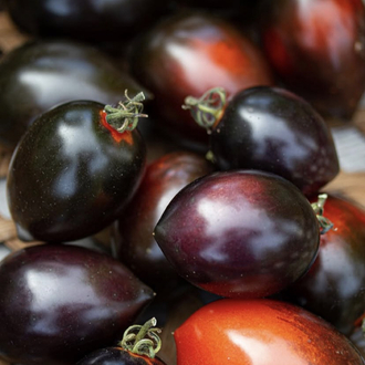 Midnight Roma Tomato Tohum Paketi