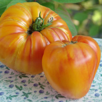 Orange Oxheart Tomato