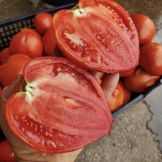 Jovane Jovanke Tomato