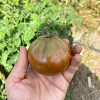 Jappenese Traffle Tomato 