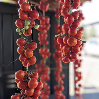 Annarita Tomato ( İtalyan çeşit-3 ay raf ömrü var )