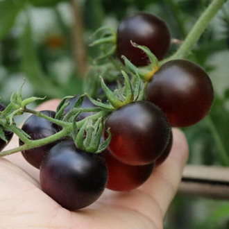 Fahrenheit Blues Tomato