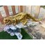 Panter