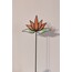 Cam Lotus Saksı Süsü