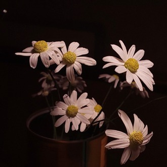 DAISY (artificial) Made to order Gassal Tabii serises prop